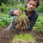 ¿Cómo arruinar el cultivo de las zanahorias, los chirivías, los nabos y los rábanos?