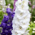 ¿Cómo elegir un Delphinium?