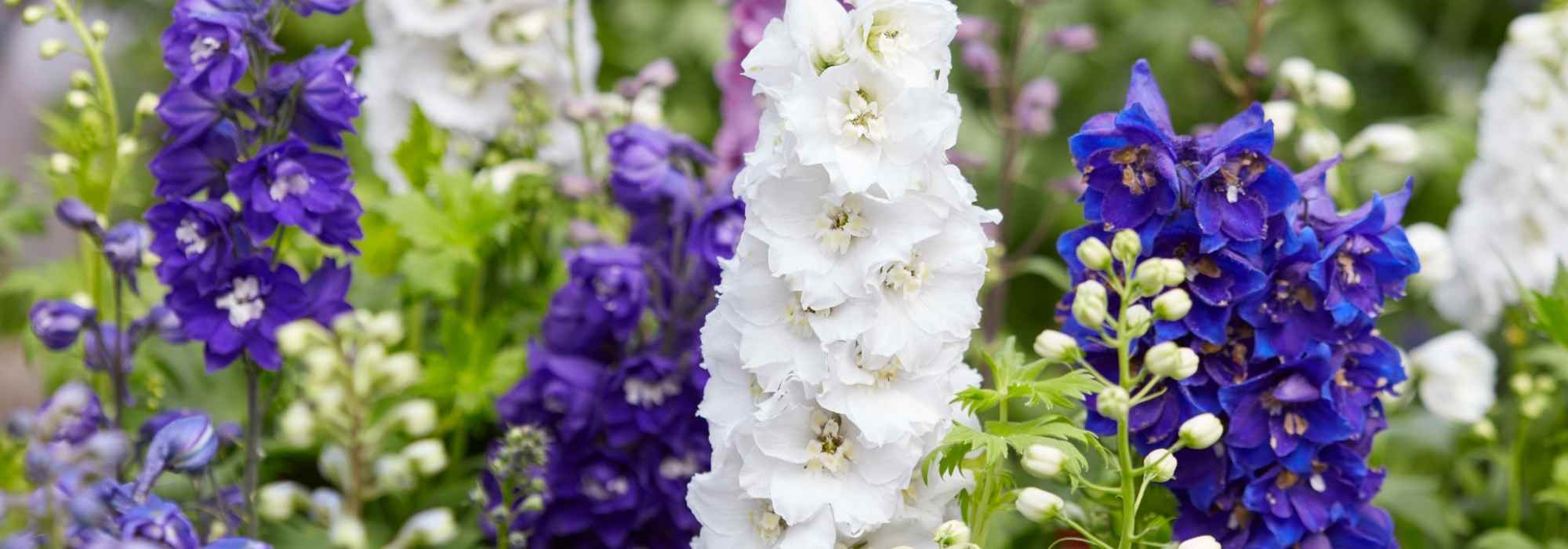 ¿Cómo elegir un Delphinium?