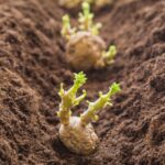 ¿Cuándo y cómo plantar patatas?