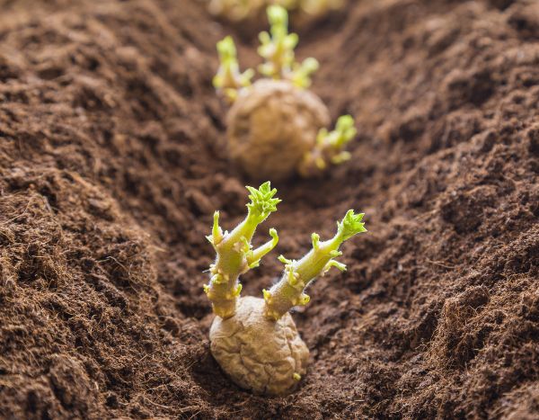 ¿Cuándo y cómo plantar patatas?