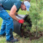 ¿Cómo plantar un árbol de tierra de brezo?