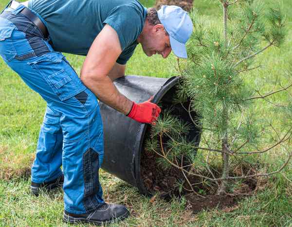 ¿Cómo plantar un árbol de tierra de brezo?