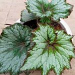 ¿Cómo dividir un Begonias de interior para multiplicarlo fácilmente?