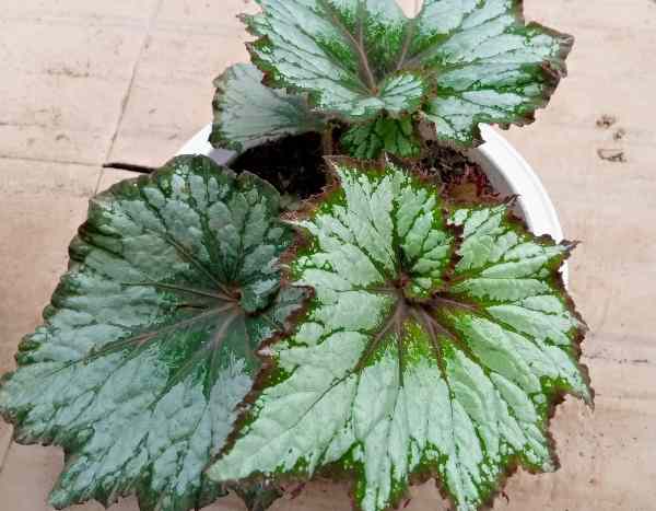 ¿Cómo dividir un Begonias de interior para multiplicarlo fácilmente?