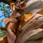 Las cortezas del invierno, del naranja al púrpura