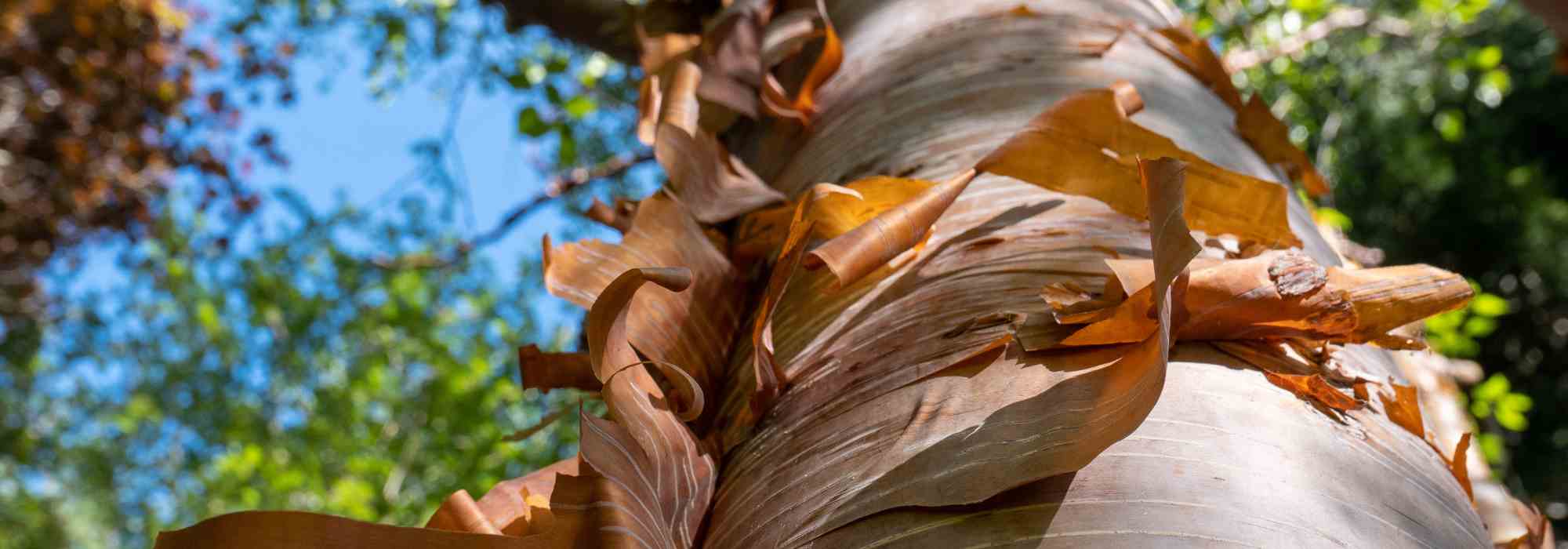Las cortezas del invierno, del naranja al púrpura