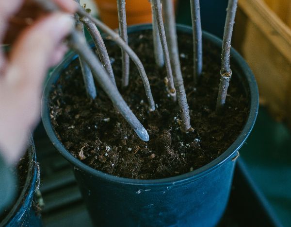 ¿Cómo hacer esquejes leñosos en otoño?