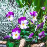 Componer una bonita jardinera de invierno: 3 ideas coloridas