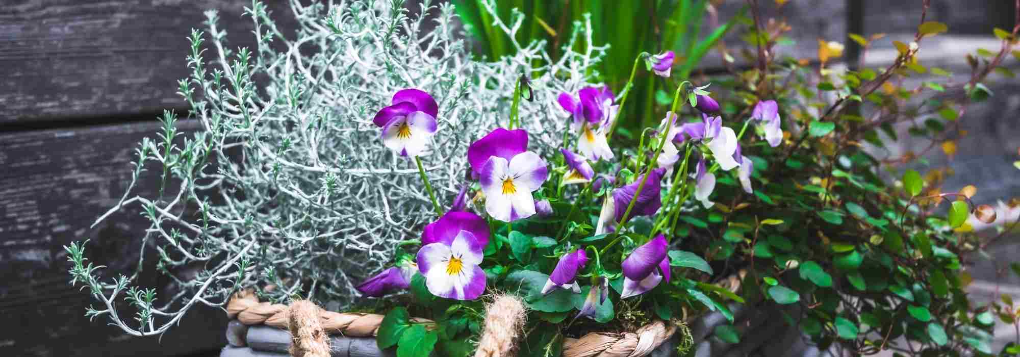 Componer una bonita jardinera de invierno: 3 ideas coloridas