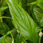 Enfermedades y parásitos del lirio de la luna o Spathiphyllum