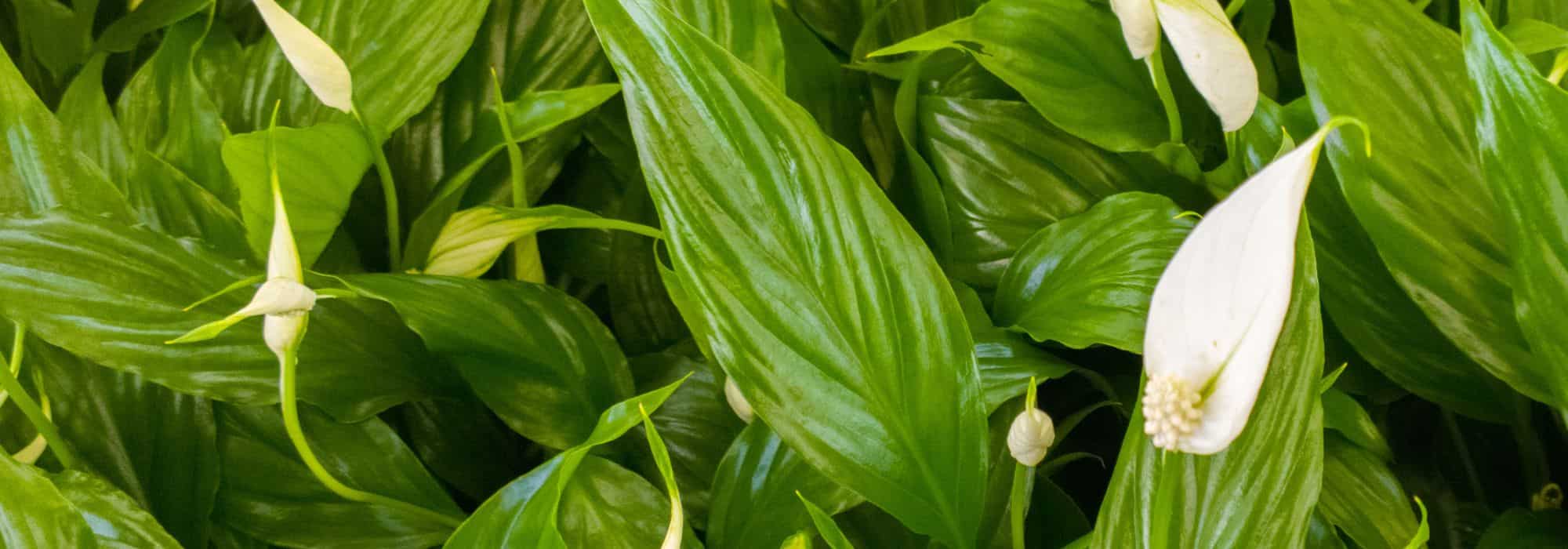 Enfermedades y parásitos del lirio de la luna o Spathiphyllum