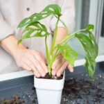 ¿Cómo trasplantar un Monstera?