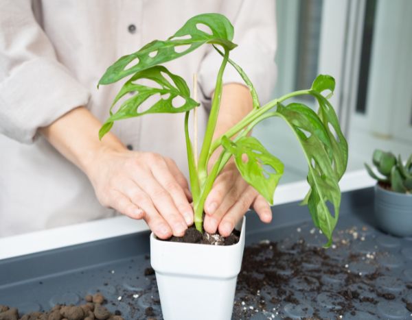 ¿Cómo trasplantar un Monstera?