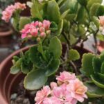 ¿Cómo multiplicar el Kalanchoe fácilmente en casa?