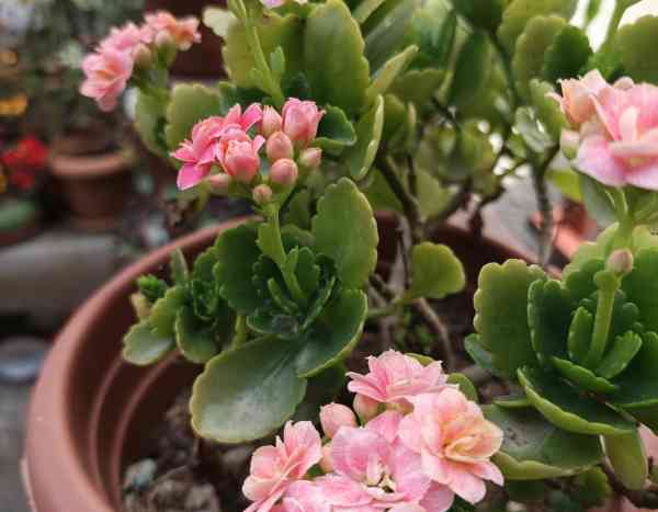 ¿Cómo multiplicar el Kalanchoe fácilmente en casa?