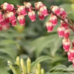 ¿Qué plantas regalar por San Valentín?