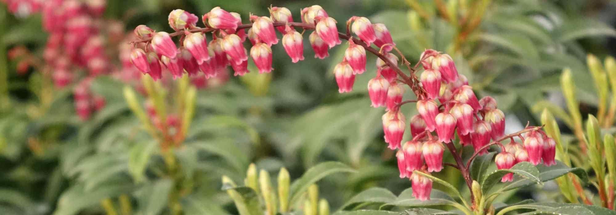 ¿Qué plantas regalar por San Valentín?