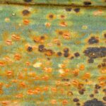 Cómo identificar y eliminar la roya del puerro?