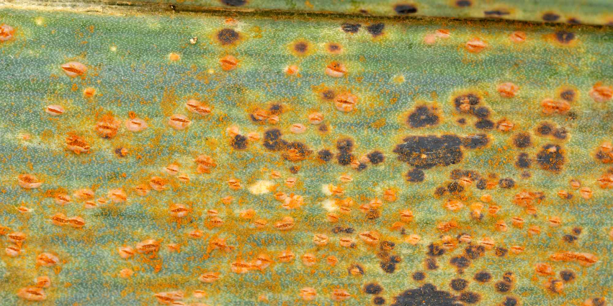 Cómo identificar y eliminar la roya del puerro?