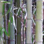 Proteger los bambúes en invierno: soluciones contra la nieve y el hielo
