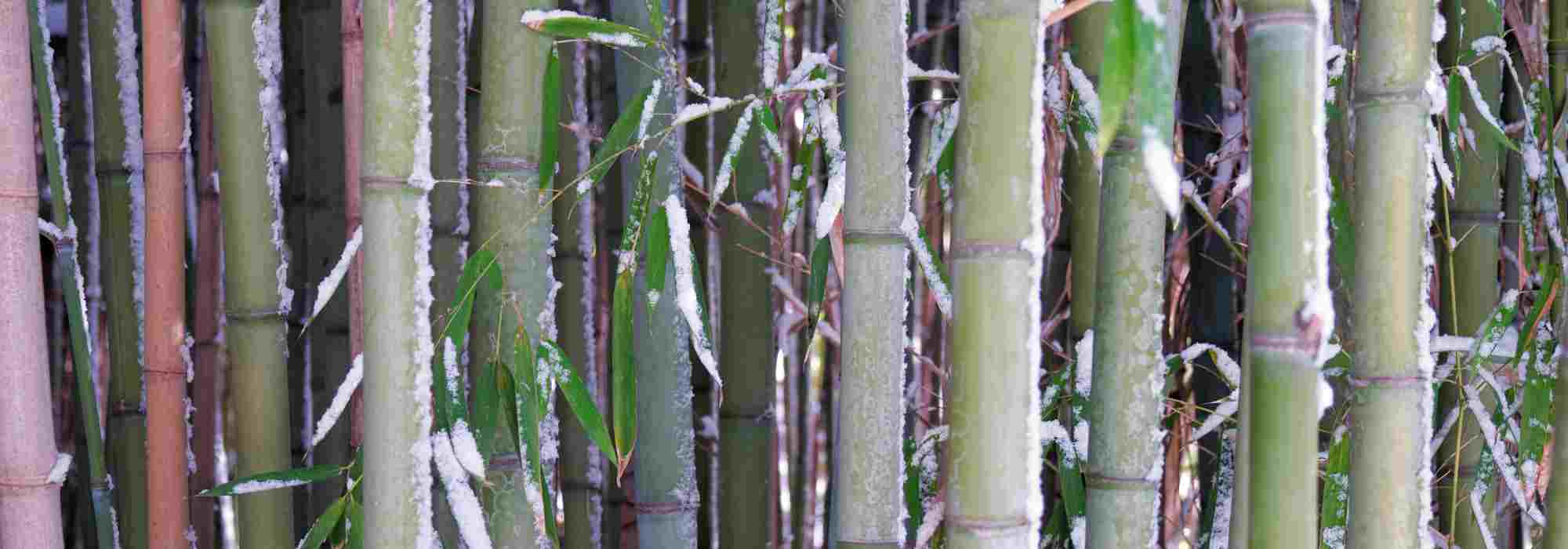 Proteger los bambúes en invierno: soluciones contra la nieve y el hielo
