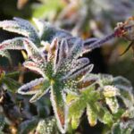 Plantas sensibles al frío: ¿dónde colocarlas para protegerlas eficazmente del frío?