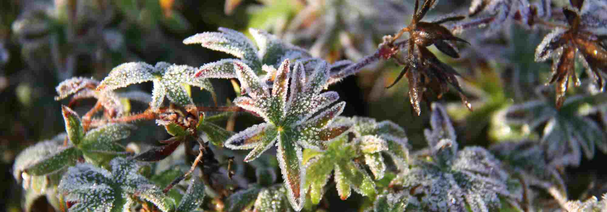 Plantas sensibles al frío: ¿dónde colocarlas para protegerlas eficazmente del frío?