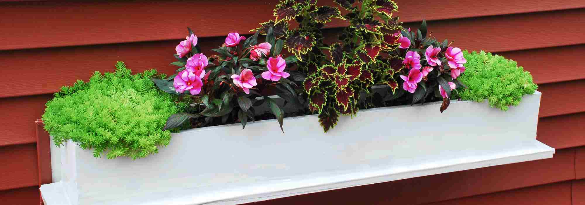 Plantas ideales para una jardinera estrecha: nuestras mejores opciones