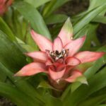 ¿Cómo trasplantar una Guzmania sin estrés?