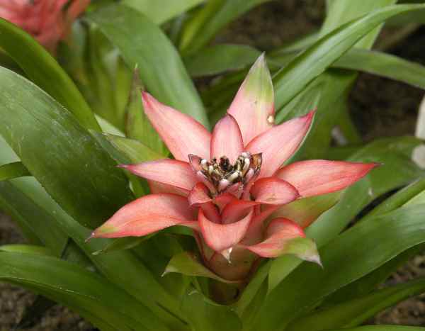 ¿Cómo trasplantar una Guzmania sin estrés?