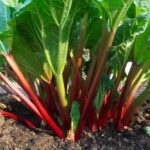 ¿Cómo plantar el ruibarbo?