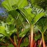 ¿Cómo elegir un Ruibarbo para tu jardín?