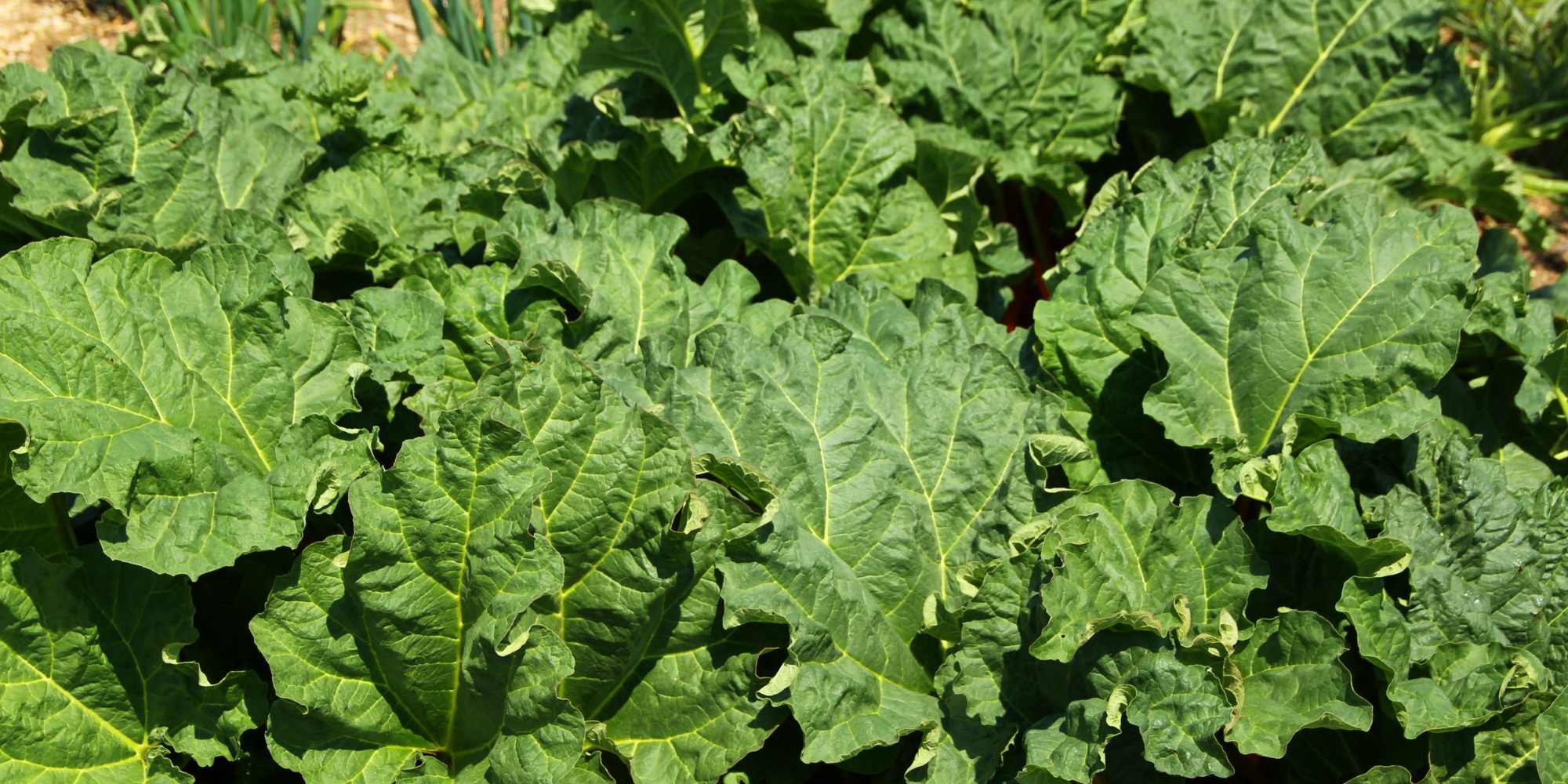 El forzado del ruibarbo: ¿por qué? ¿cómo?