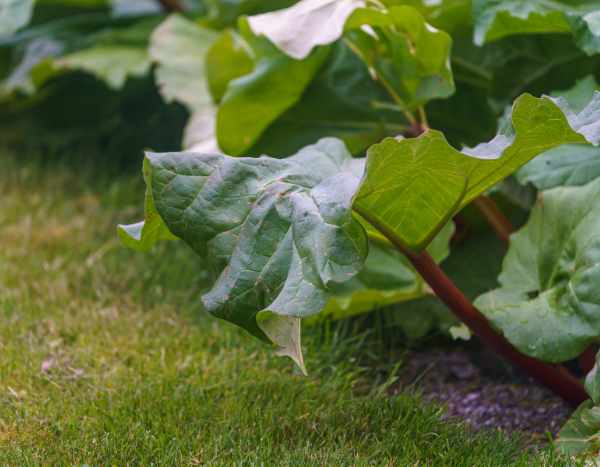 ¿Por qué y cómo proteger el ruibarbo en invierno?