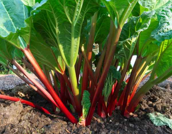 ¿Cómo plantar el ruibarbo?