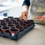 ¿Cómo hacer las siembras de hortalizas en interior?