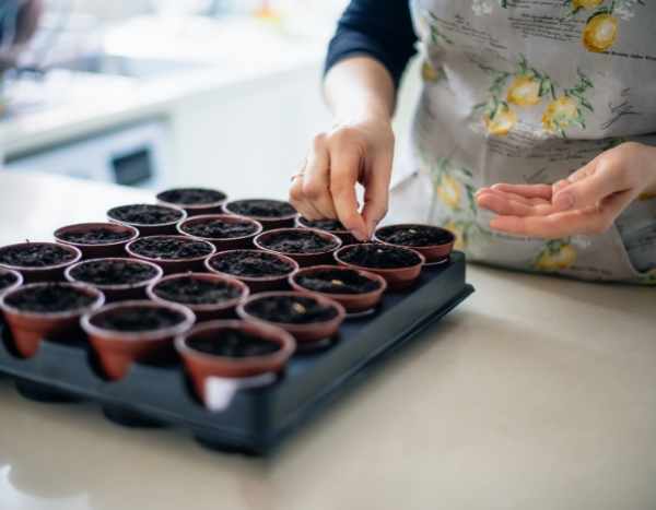 ¿Cómo hacer las siembras de hortalizas en interior?