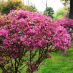 Poda del Loropetalum: los gestos clave para una bonita floración