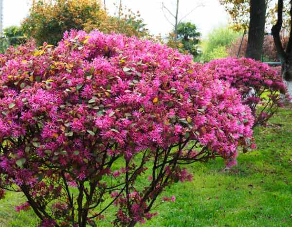 Poda del Loropetalum: los gestos clave para una bonita floración