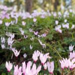 ¡Las viváceas de floración precoz: para salir del invierno rápido!