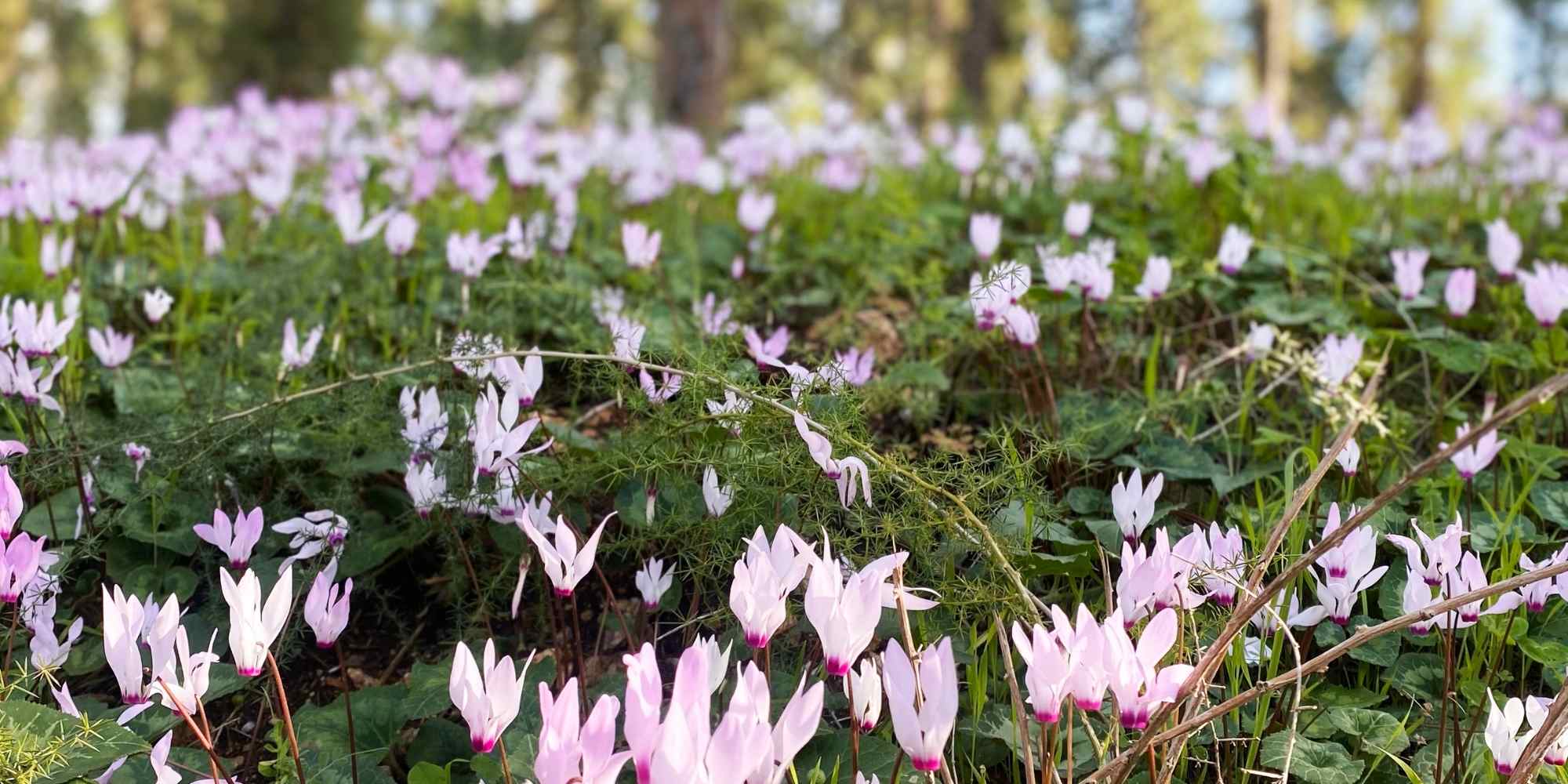 ¡Las viváceas de floración precoz: para salir del invierno rápido!