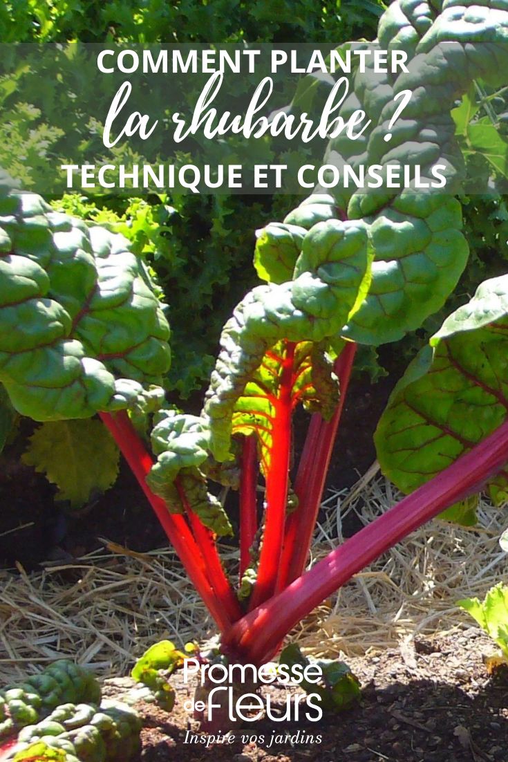 ¿Cómo plantar ruibarbo?