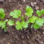 ¿Cómo sembrar cilantro?