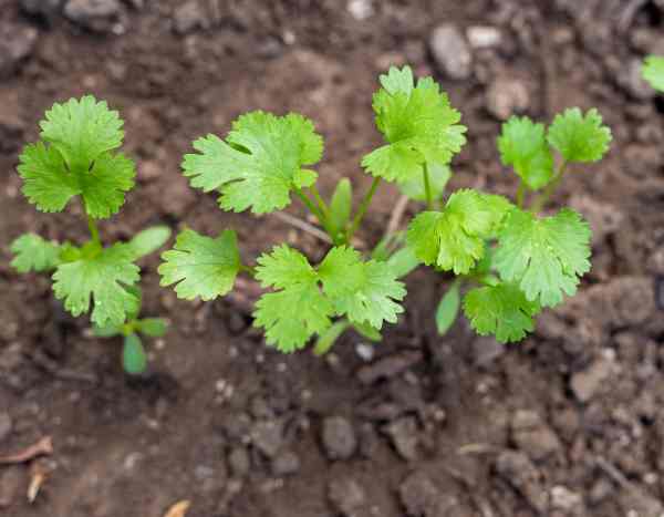 ¿Cómo sembrar cilantro?