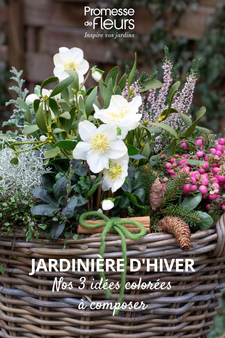 Jardinera de mimbre con plantas de Helleboro