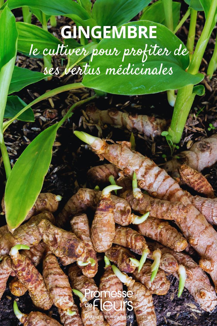 Jengibre en el jardín