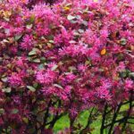 Elige un Loropetalum