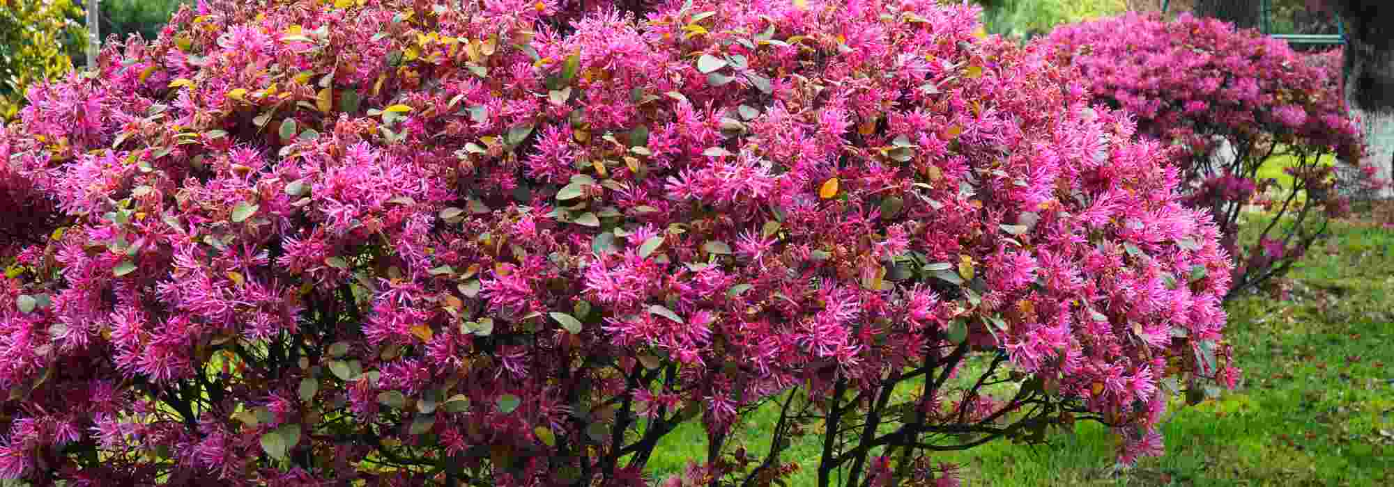 Elige un Loropetalum