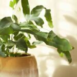 Las enfermedades y parásitos del Phlebodium